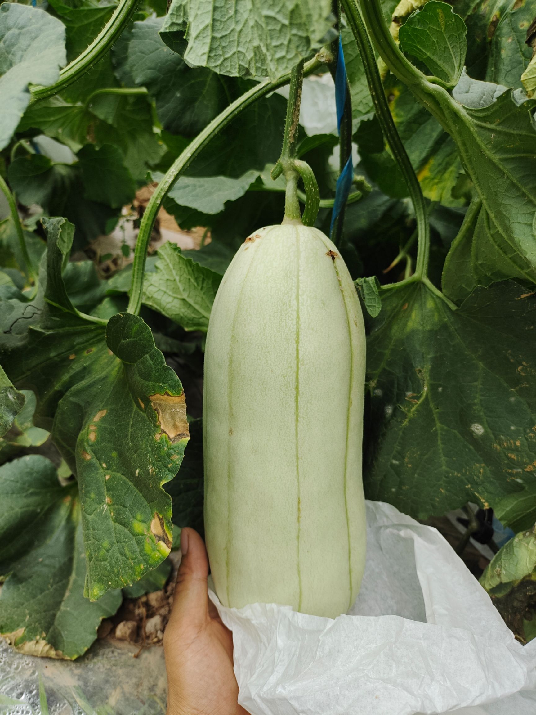 博洋甜瓜 高石脆瓜