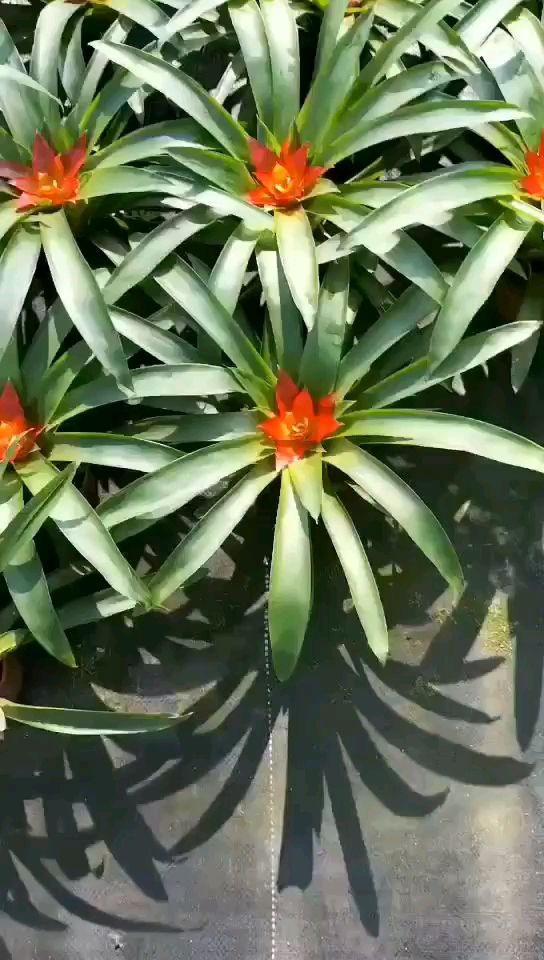 凤梨花 鸿运当头风梨鲜花小红星