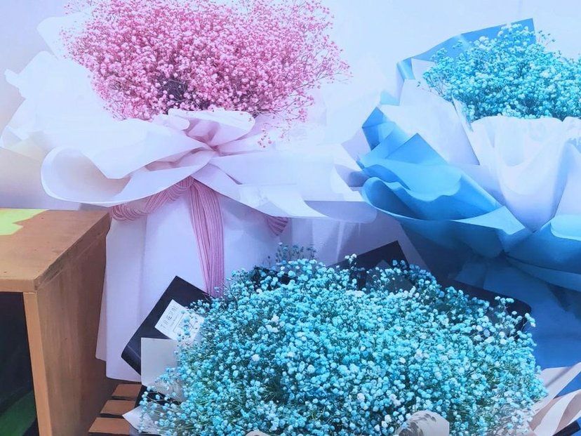 满天星小苗 白色重瓣易养植物花卉花店客厅阳台趣味插花绿植盆栽