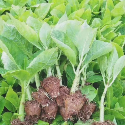 昆明戴安娜 各种玫瑰小苗批发。三角梅。满天星等等