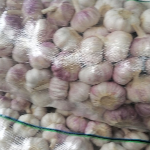邳州市江苏邳州大蒜红皮蒜精品净蒜
