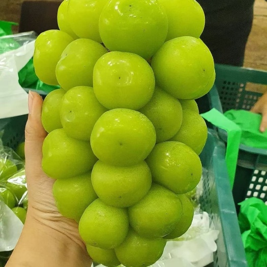 饶阳县阳光玫瑰葡萄大量上市个头均匀果面干净发货全国