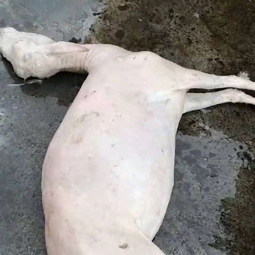 威宁县羊肉类 生肉 