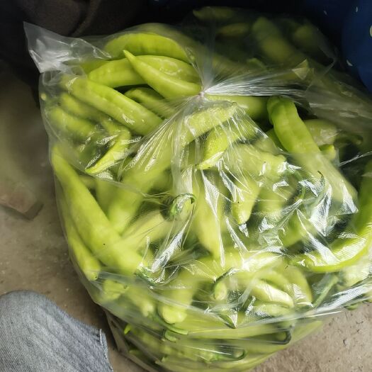扶沟县黄皮辣椒 黄皮椒