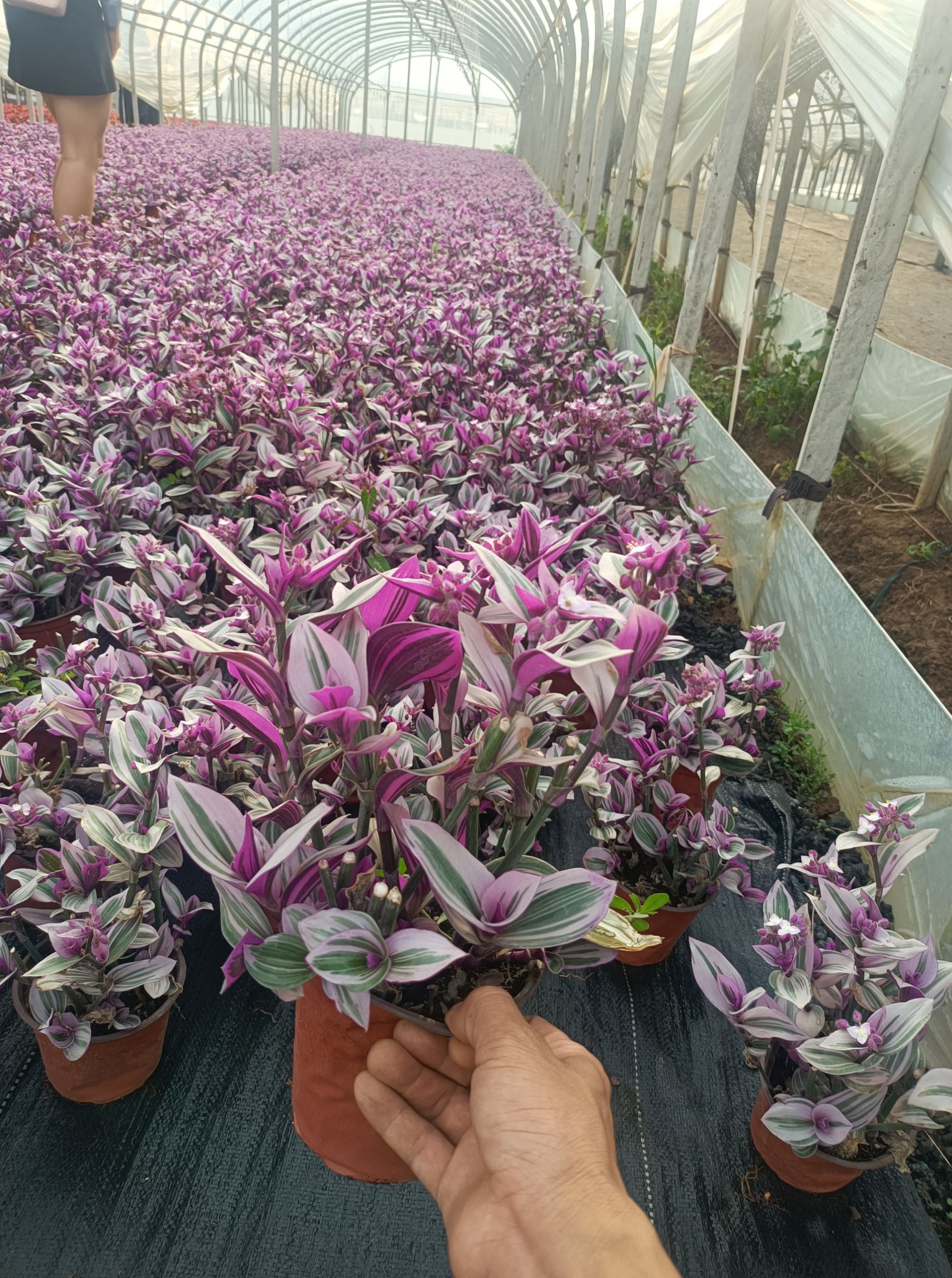 油画婚礼吊兰  油画 苗圃常年直供双色盆油画 各种绿植