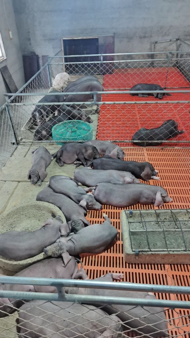 太湖猪   原种太湖一代母猪
