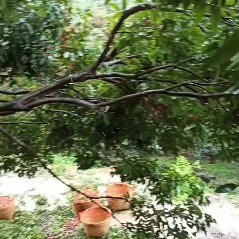 惠州自家荔枝，桂味