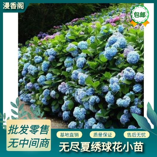 昆明无尽夏绣球  绣球花苗四季开花八仙花小苗无尽夏小苗盆栽室内室外易活耐寒植物