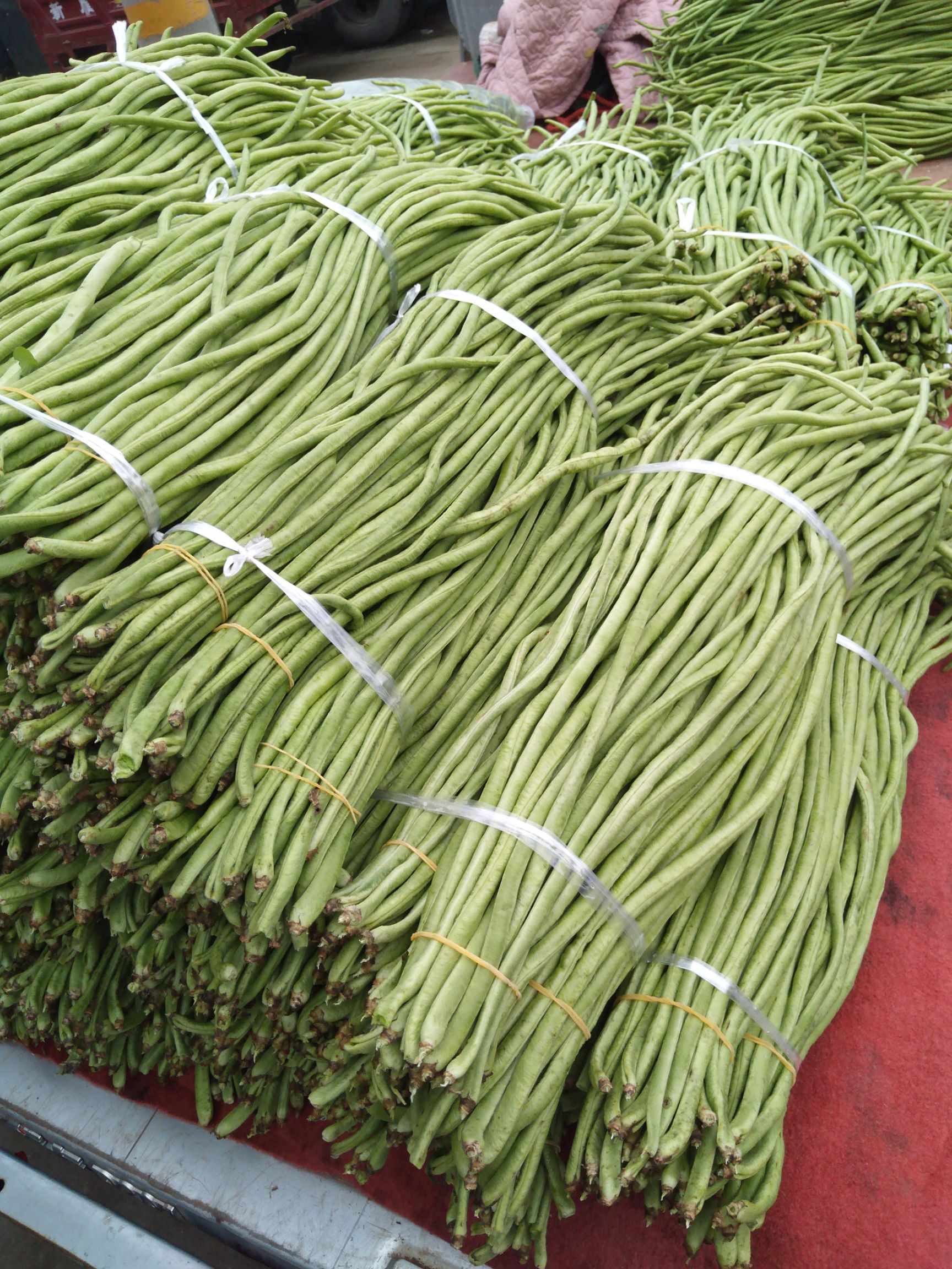 绿龙豆角  豆角