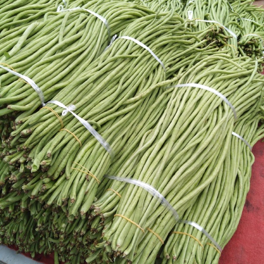 中江县绿龙豆角  豆角