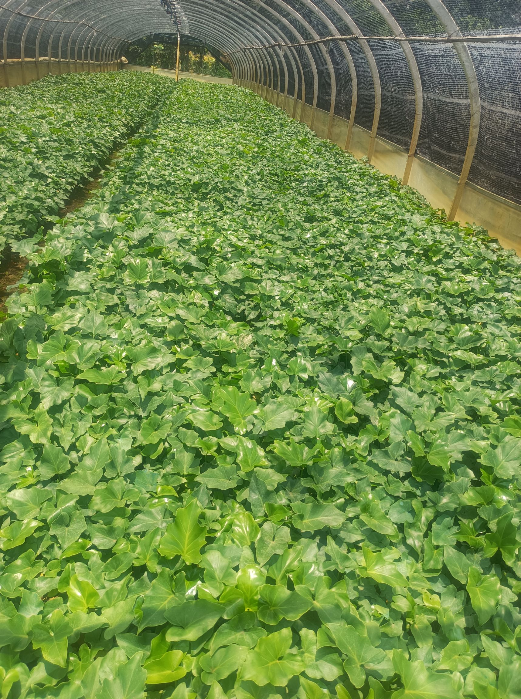 春羽 基地直供 一手货源 适合各种绿植