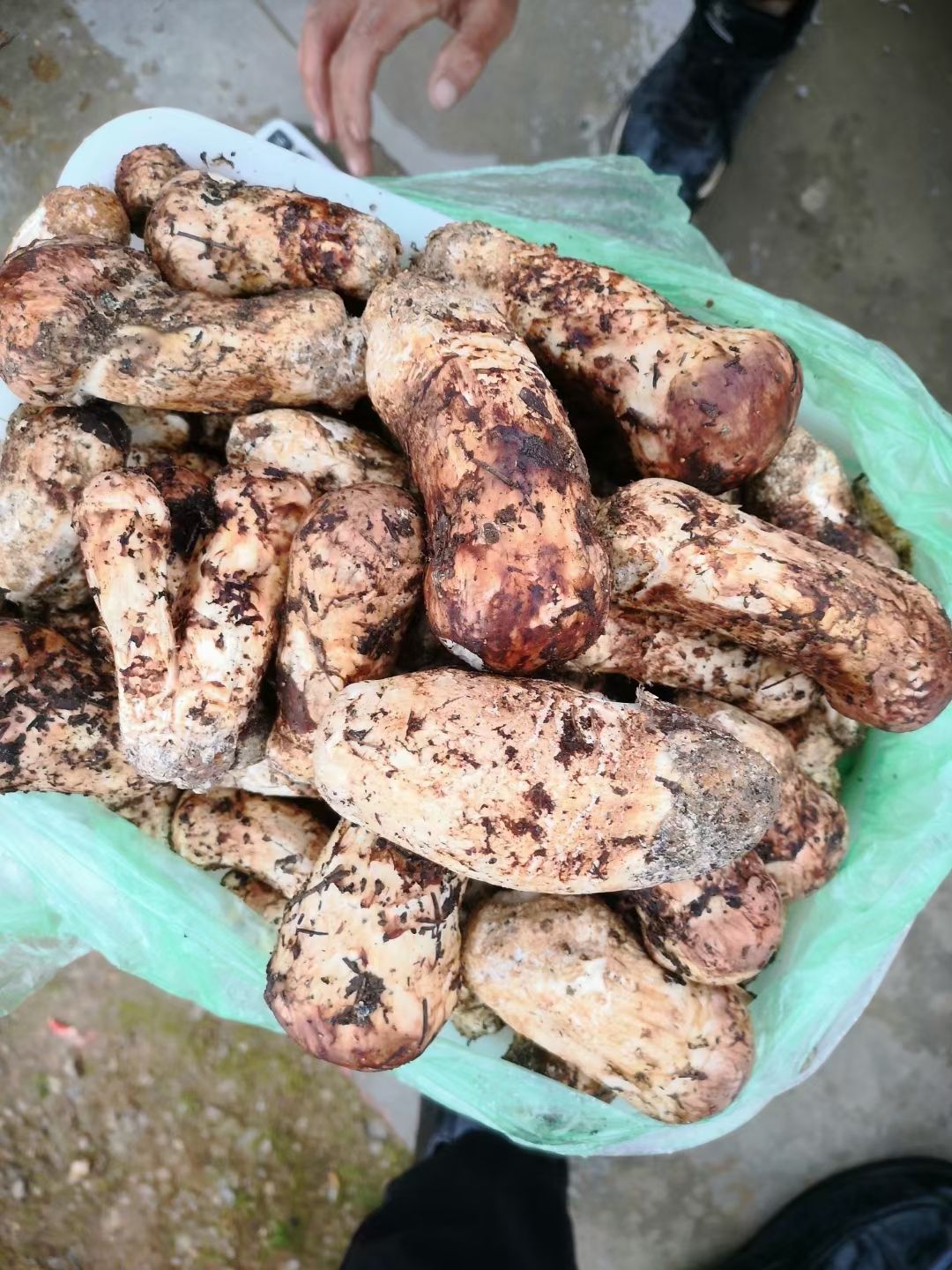 2025年云南香格里拉松茸精品级，顺丰空运包邮