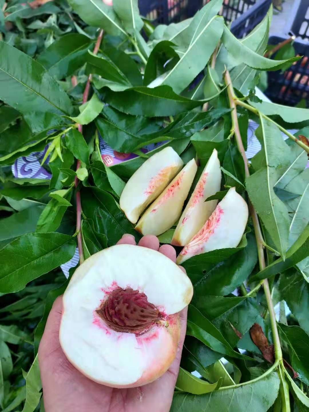 红不软桃  离胡脆桃 桃香扑鼻 香脆可口 耐运输 耐储藏