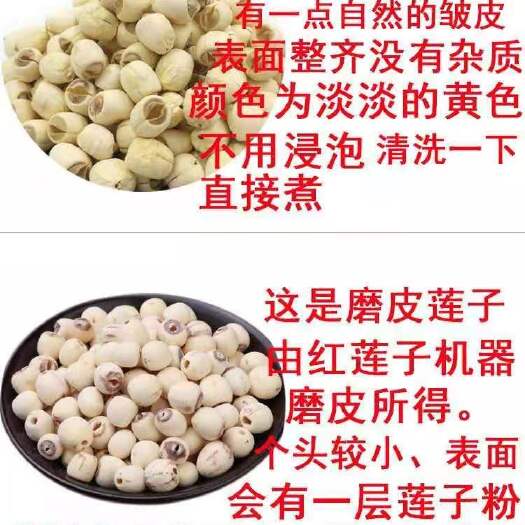 永丰县江西优质通芯干白莲子柴火烘焙非磨皮莲品质保证