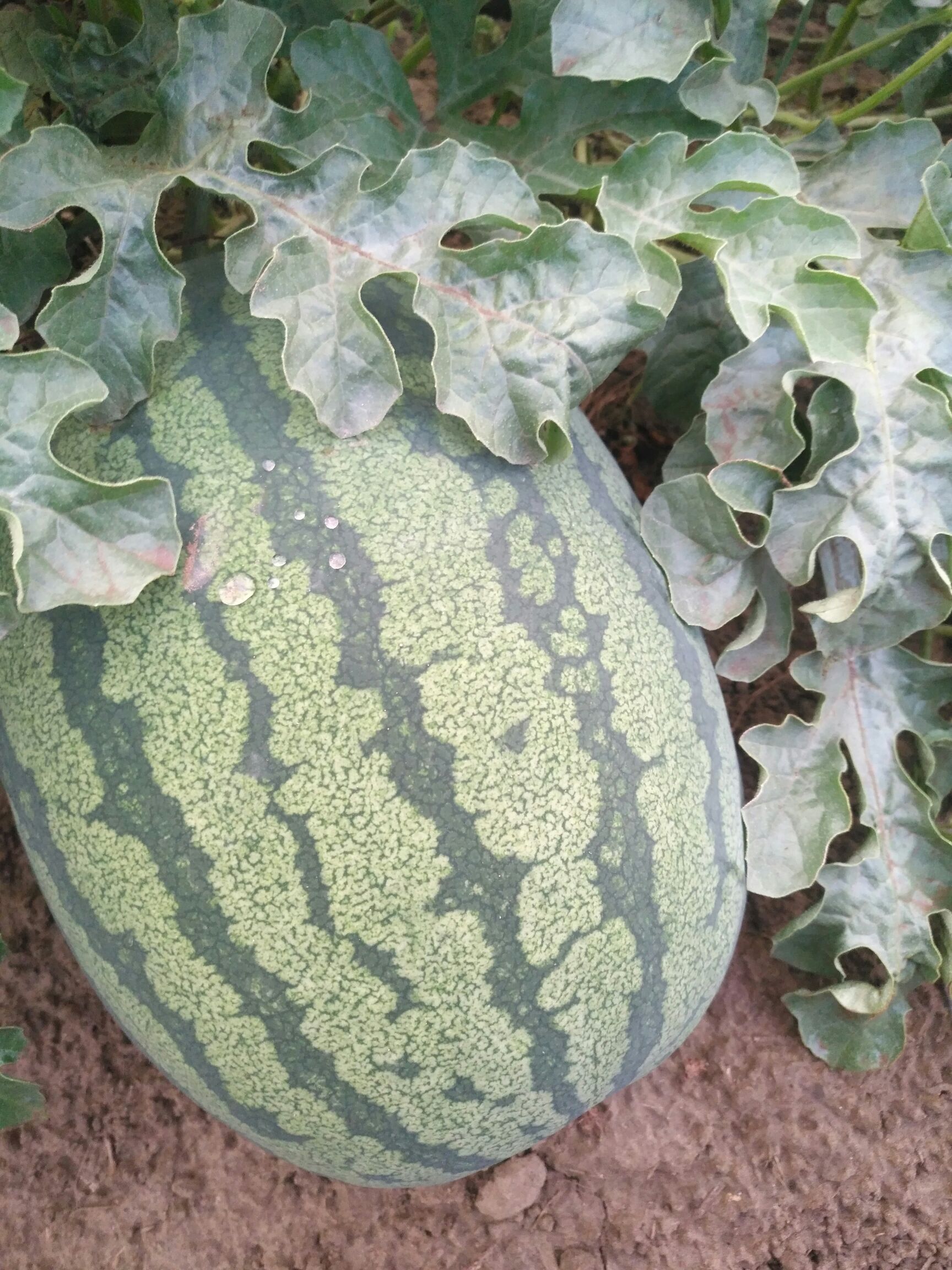 龙卷风西瓜 西瓜黄桃