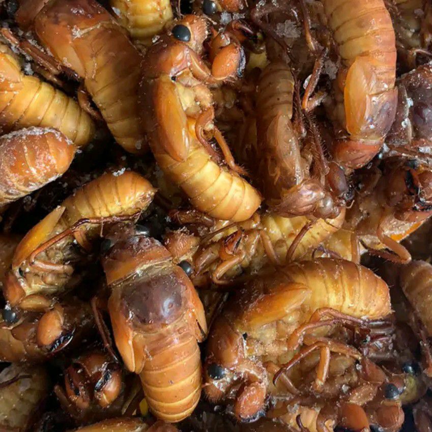 金蝉，蝉蛹，知了候，爬叉，四川竹蝉