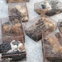 秦皇岛土狗，全国批发发货