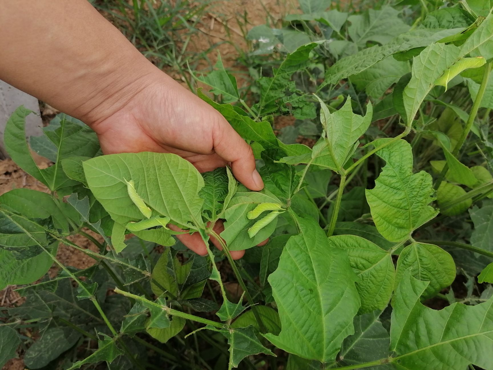豆虫  豆青虫卵，豆丹卵