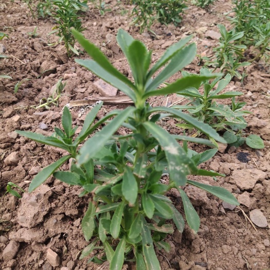 滦平县救心菜 