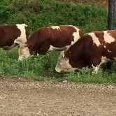 伊通县肉牛 纯吉林西门塔尔繁殖基础母牛