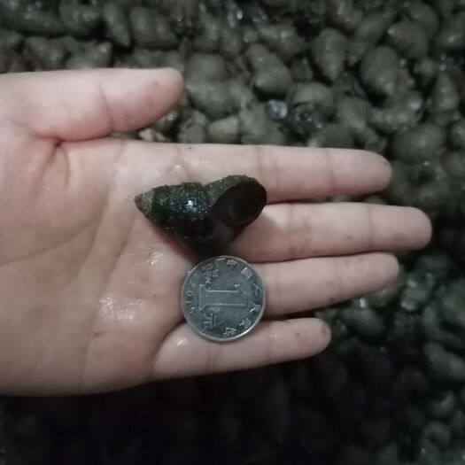 洪湖市 洪湖清水石螺