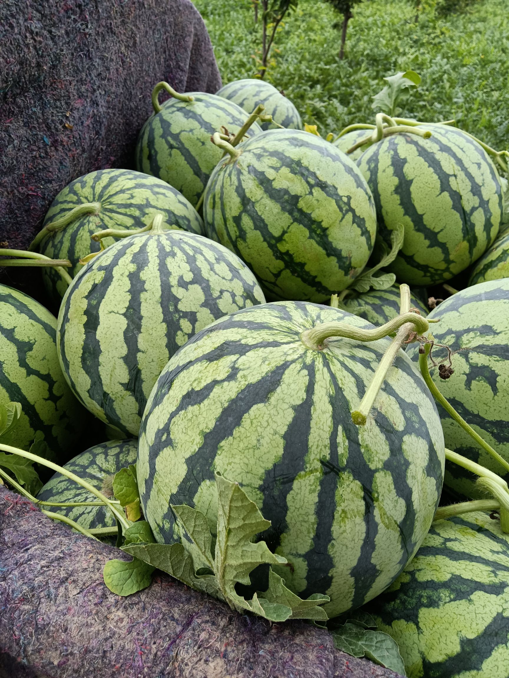 美都西瓜 精品美都