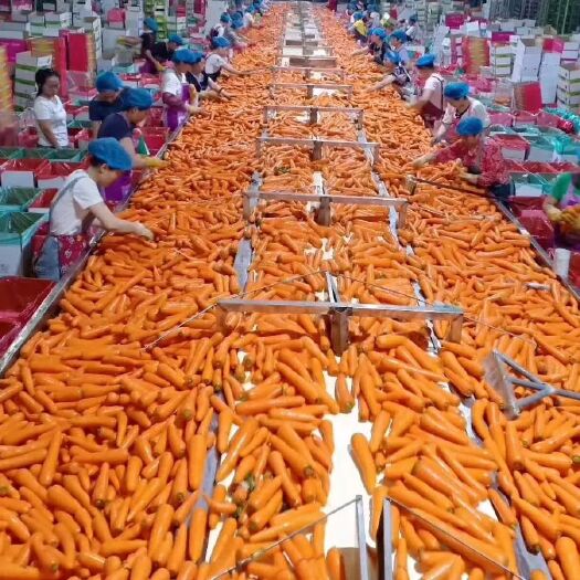寿光市红皮胡萝卜 精品大红胡萝卜，大量出售，有需要的及时联系