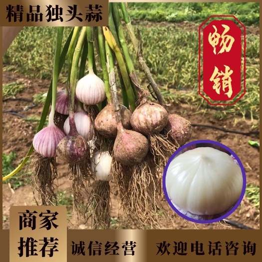 绥中县【大量一手货源】东北 辽宁省 葫芦岛市 绥中县紫皮独头蒜 。