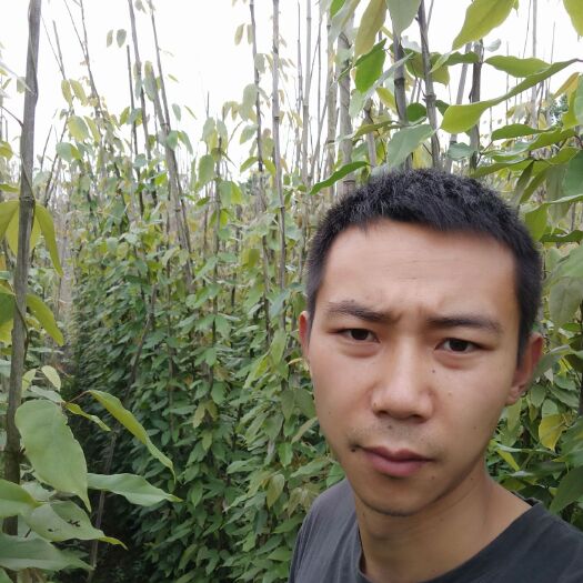 都江堰市油麻藤杯苗1-2米长批发 湖北油麻藤基地