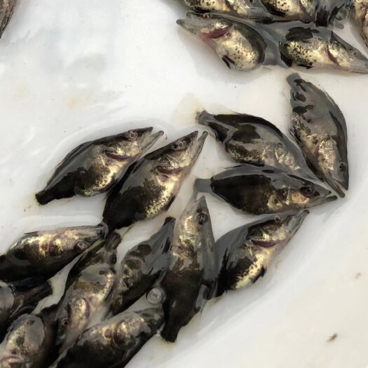 佛山桂鱼苗 桂花鱼苗鳜鱼苗