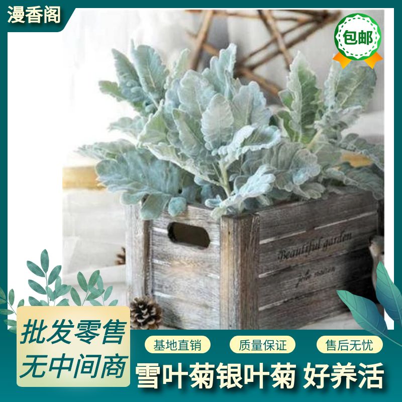 雪叶菊白叶菊银叶菊苗盆栽易种植物庭院阳台花园绿化美化观叶花草