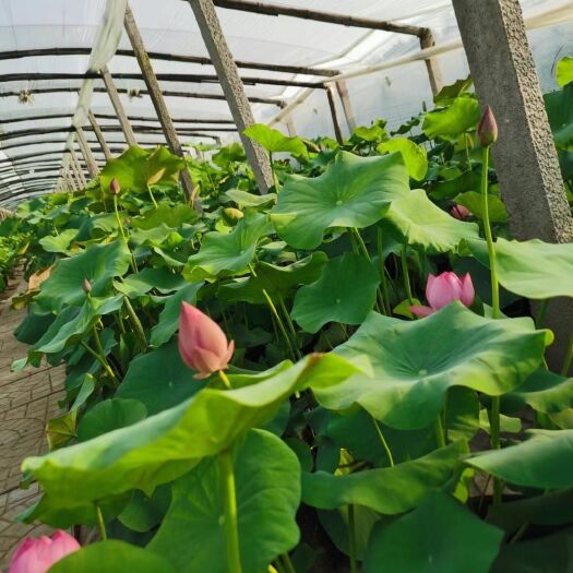 青州市荷花 荷花绿化工程 绿化用荷花低价出售