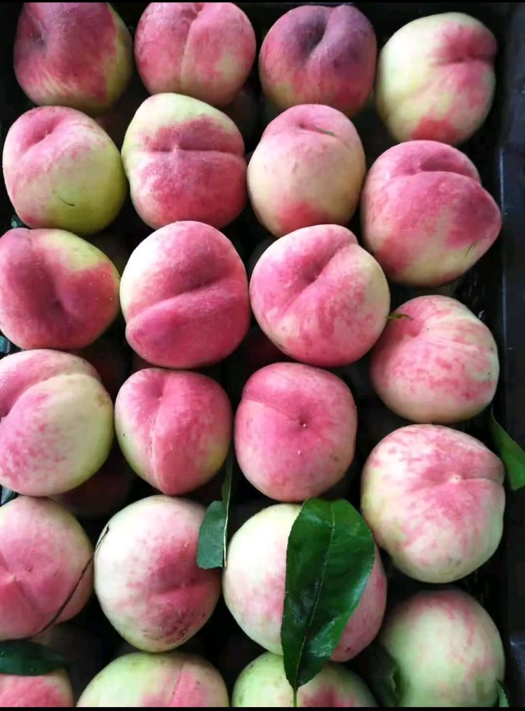 毛桃  砀山露天桃子大量上市