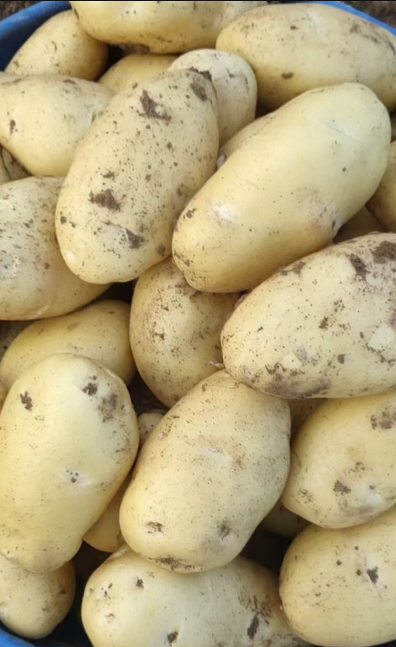  土豆荷兰806高原2