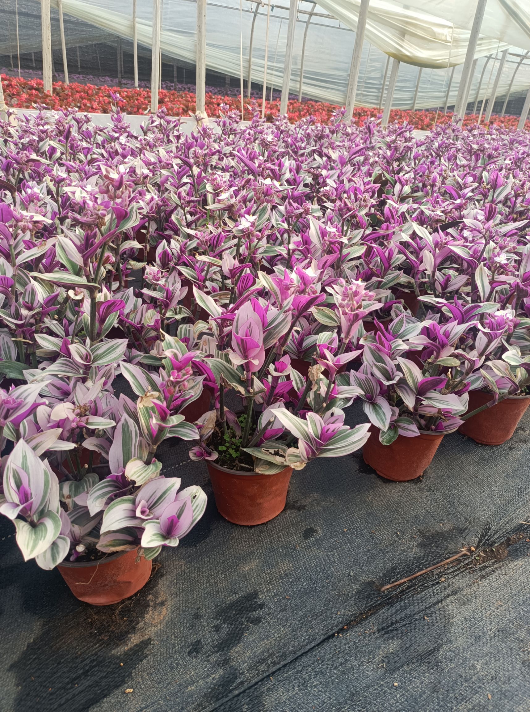 油画婚礼吊兰  油画 苗圃常年直供双色盆油画 各种绿植