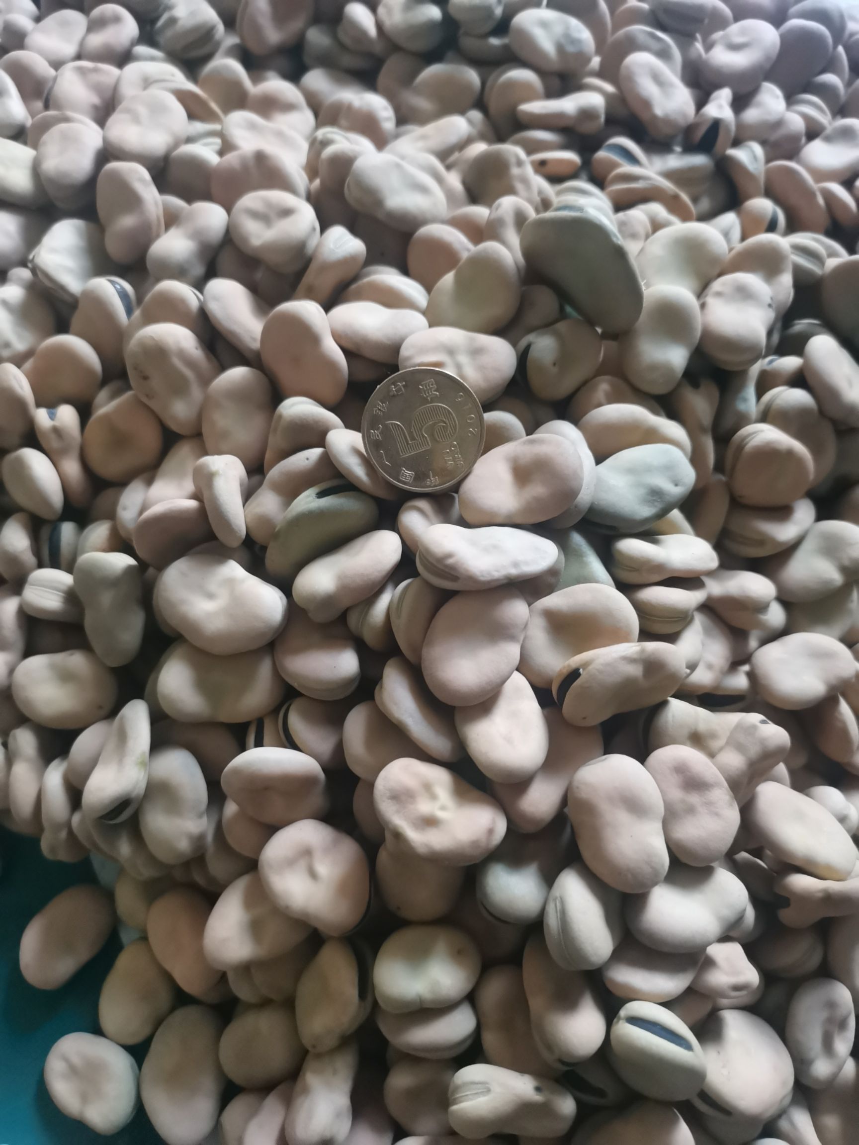 品蚕  云南蚕豆干货种豆