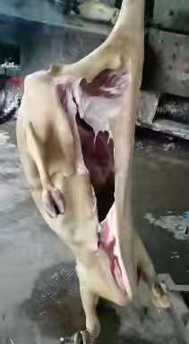 威宁县羊肉类 生肉 