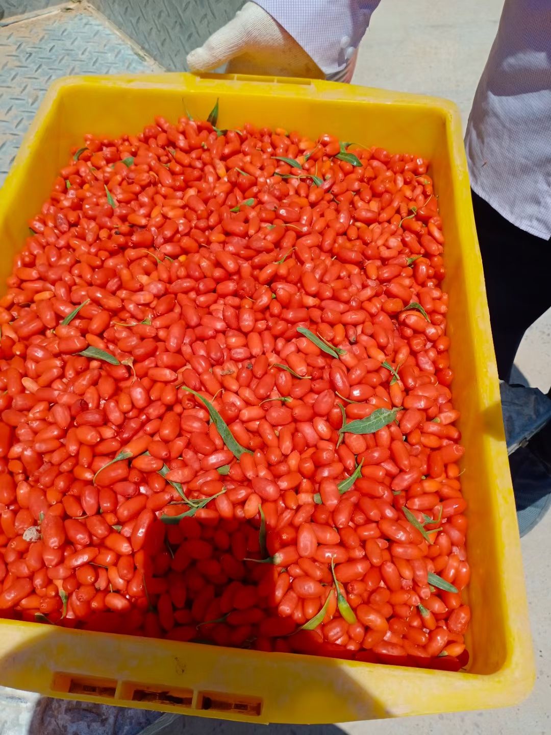 红枸杞  宁夏鲜枸杞，98/斤，需要的联系，顺丰包邮