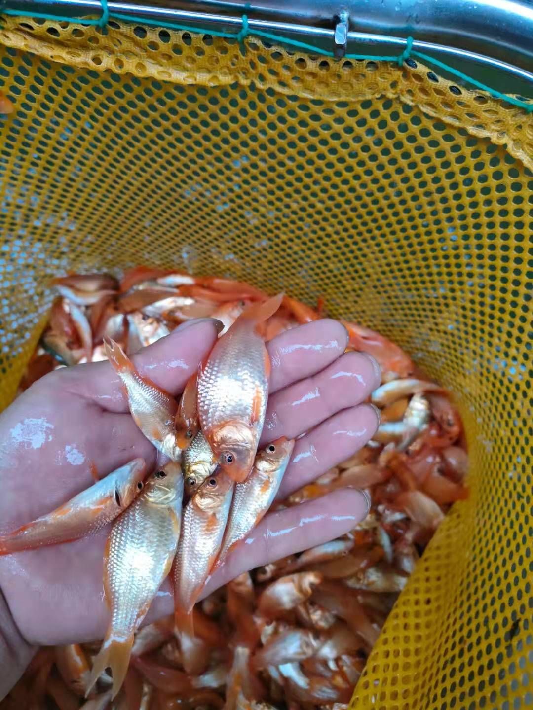 批量供应各种淡水鱼苗