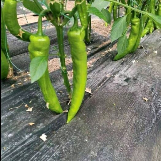 滦南县 尖椒，口感好，绿色无农药残留，宜运输，直供！