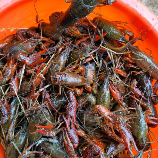 简阳市小龙虾