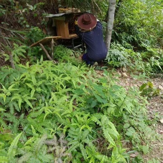 会昌县.野生蜂蜜，舌尖上的甜蜜