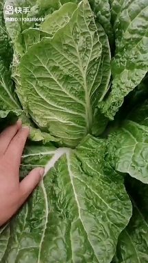 黄心大白菜  黄心白菜