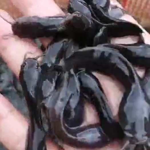 博罗县土塘鲺苗