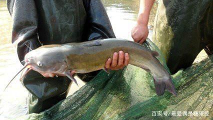 鮰鱼 大量叉尾鱼出售，4到8斤