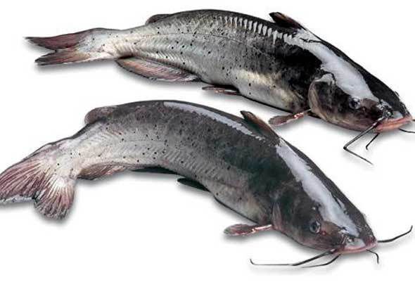 英德市鮰鱼 大量叉尾鱼出售，4到8斤