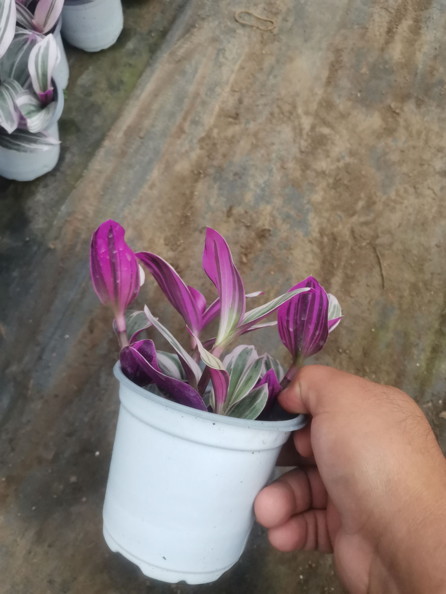 油画吊兰盆栽  优质油画吊兰，自家基地，产地直发，量大可以优