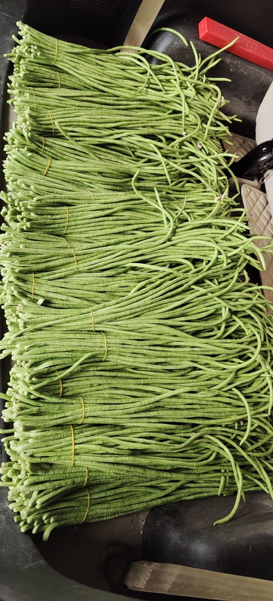 白条豆角  长豆角，白豆角