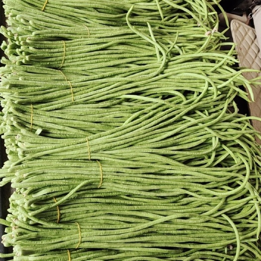 涡阳县白条豆角  长豆角，白豆角