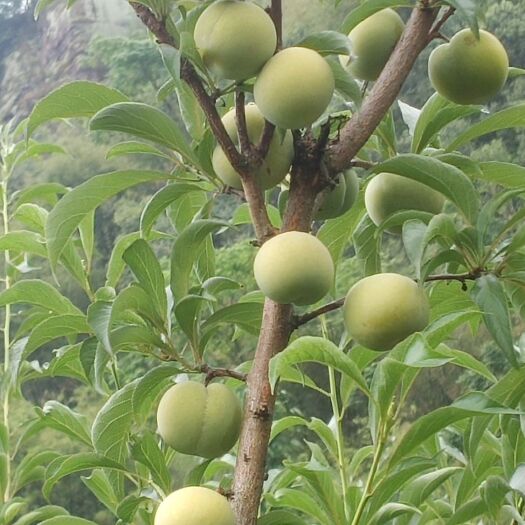 水富市李子 蜂糖李